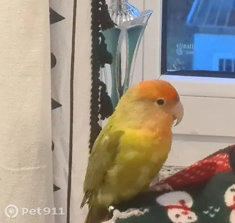 Perdido ave, C. Jovellanos, Corvera de Asturias - lleva anilla - photo