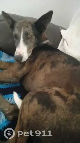 Perdido perro macho, Zaragoza, Zamora - Tobi es amarillo - photo