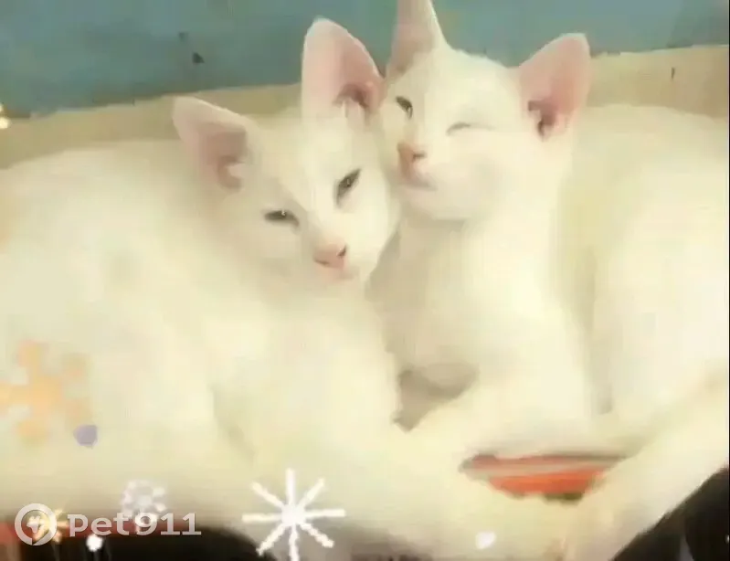 Зникла кішка, вулиця Олександри Екстер, 16, Київ - білосніжна з різнокольоровими оченятами - photo