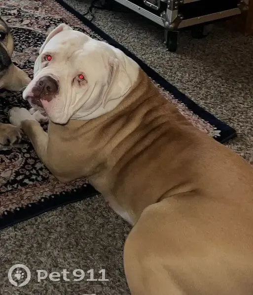 Lost female dog, Rogersville: brown bulldog with white head - photo