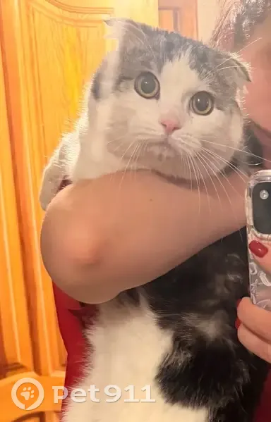 Знайдено кішку, вулиця Віталія Вергая, 18, Черкаси - photo