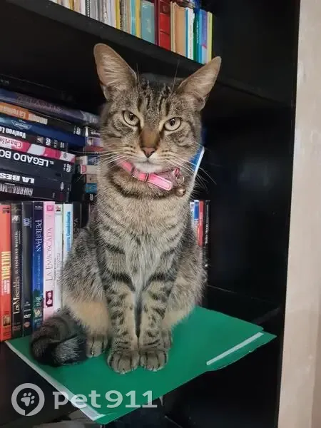 Perdido gato hembra, Hda Chicavasco, 135, Pachuca de Soto - collar rosa - photo