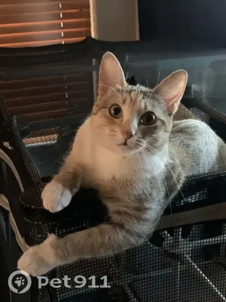 Lost Female Cat, North 145th Drive, Surprise - very small - photo