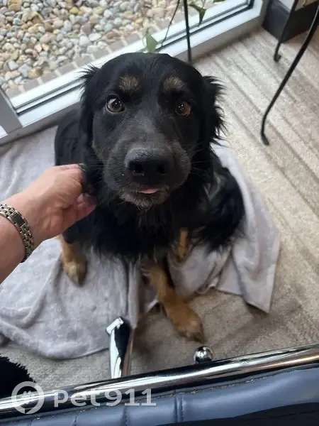 Found male dog, O'Fallon, Illinois - black and tan, very friendly - photo