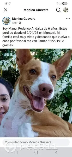 Perdido perro hembra, Montuïri, Llucmajor - Podenco Andaluz - photo