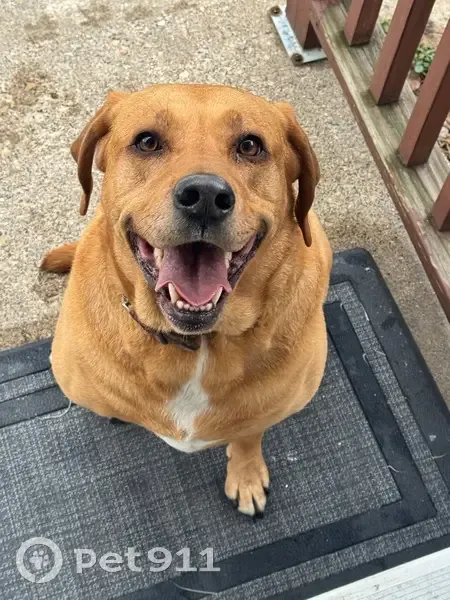 Found dog, East 42nd Street, Minneapolis - yellow lab with a worn red collar - photo