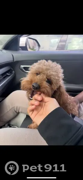 Lost male dog, Brownsburg, Indiana - photo