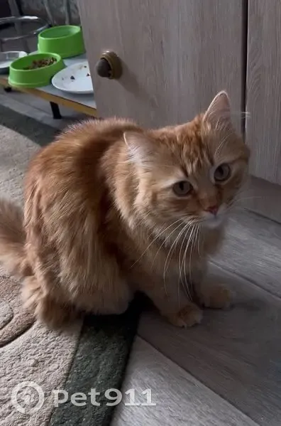 Зник кіт, вулиця Юхима Сіцінського, 16/1, Хмельницький - великий рижий, схожий на мейн-куна - photo