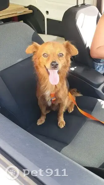 Trouvé Chien homme, Grands-Bois, La Réunion - jeune chien roux - photo
