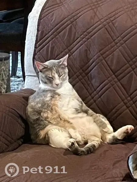 Lost female cat, 155th Street, 25539, Leavenworth, Kansas City - calico with pastel colors - photo