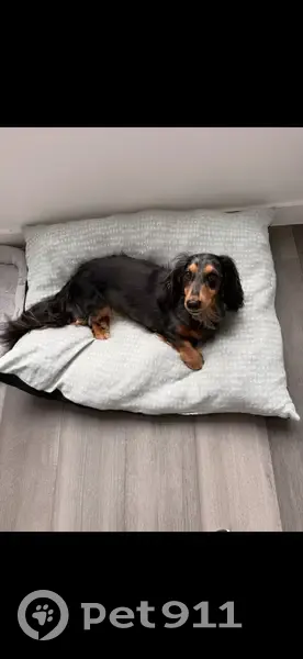 Missing dog Male, Castlemaine (al495789) - photo