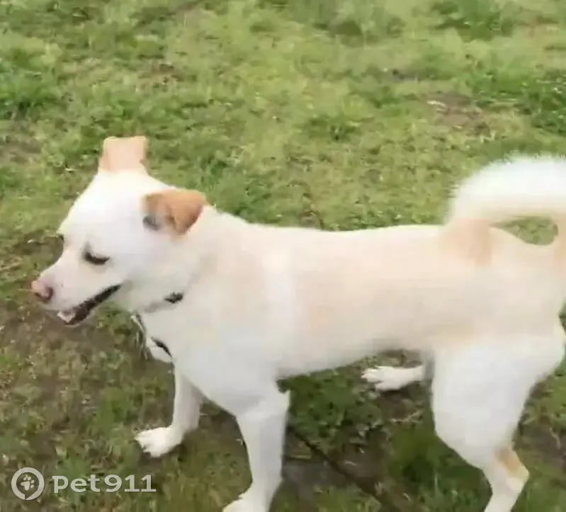 Lost male dog, Blackmore Road, Hume City - very timid and easily frightened - photo