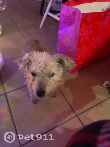 Missing dog Male, Louisville (usl534163) - photo