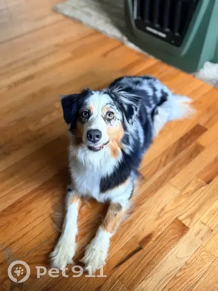 Found female dog, Lauren Hall Court, Alpharetta - blue merle Australian Shepherd - photo