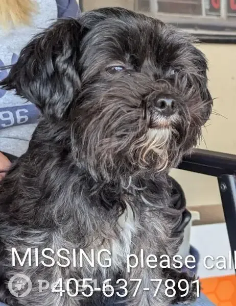 Lost female dog, Southwest 4th Terrace, Oklahoma City - black with white chest - photo