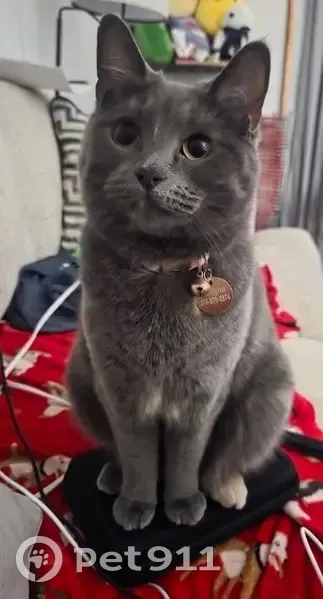 Lost female cat, Sonora Drive, 9844, Saginaw - mostly gray with a brown foot - photo