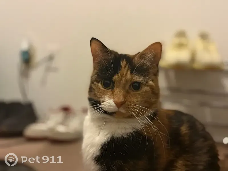 Lost female cat, East Lansing, Westland - calico without collar - photo