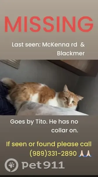 Lost male cat, McKenna Road, Muir - orange and white with greenish yellow eyes - photo
