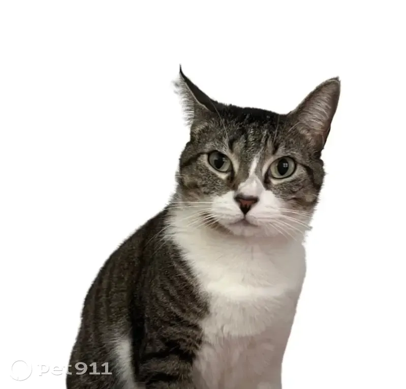 Lost female cat, Carroll Street, Brooklyn - spayed, microchipped - photo