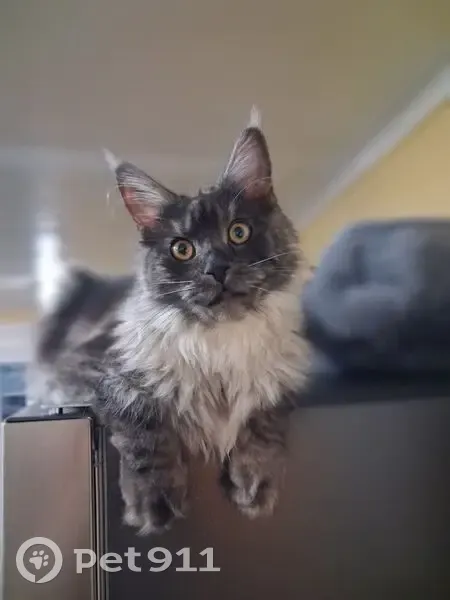 Lost male cat, Bath — black smoky coat - photo