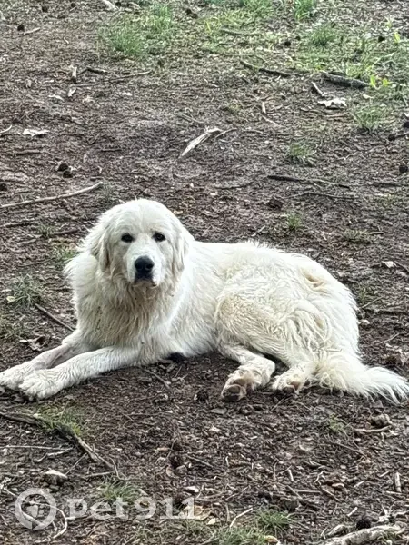 Lost dog, Old Sugar Creek, Leoma - male with red collar - photo