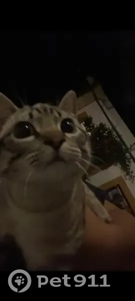 Encontrado gato masculino, Calle Buen Pastor, 12, Córdoba - en museo arqueológico - photo