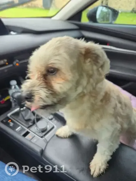 Found male dog, Parry-Sound, Pasadena - recent grooming, no collar - photo