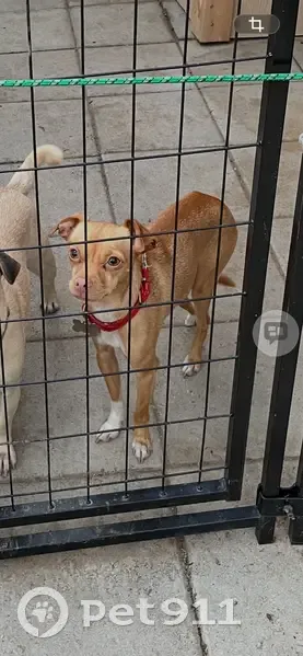 Lost male dog, West 6200 South, Kearns - wearing a blue sweater - photo