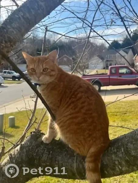 Lost male cat, Still Pines Drive, Raleigh - orange and white stripes - photo