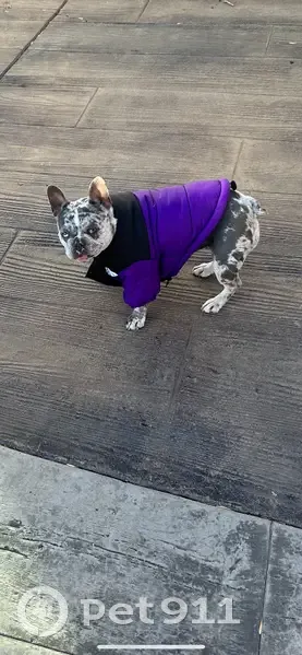 Lost female dog, East Yampa Street, Colorado Springs - merle blue and white - photo