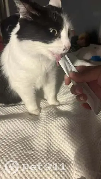 Lost female cat, Sapphire Chase, City of Kwinana - black and white with green eyes - photo