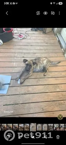 Lost female dog, Union, Missouri - brindle bull mastiff, vocal and playful - photo