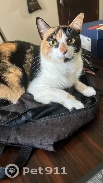 Gato desaparecido Fêmea (brl002581) - photo