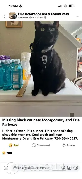 Lost male cat, Erie, Colorado - black with white neck - photo