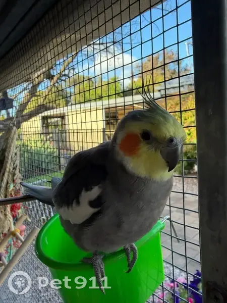 Lost male bird, Park Lake Drive, Tea Tree Gully, Adelaide - grey with yellow head - photo