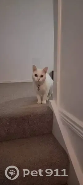 Lost female cat, Redleaf Street, 3, Brisbane - blind in one eye - photo