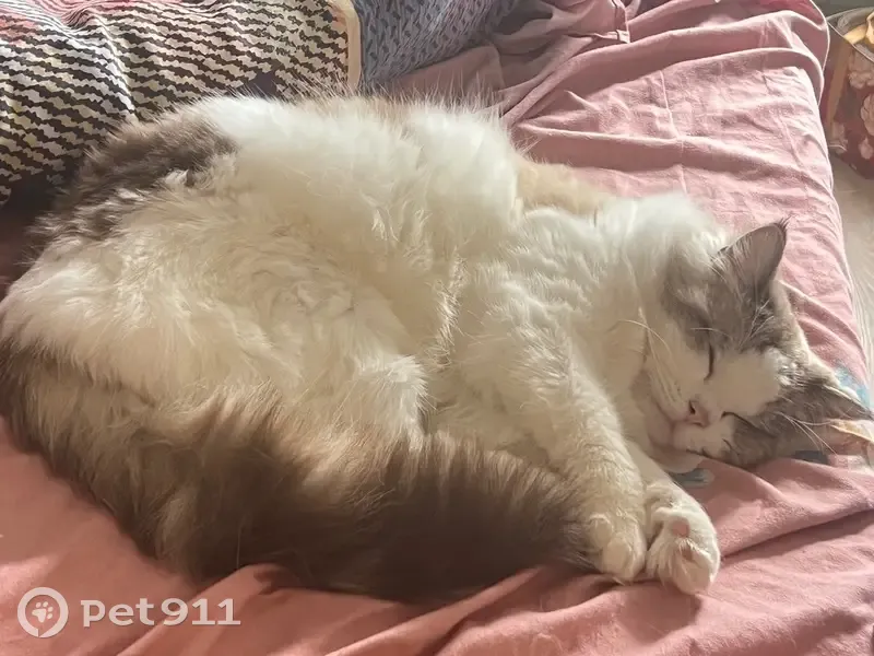 Perdido gato masculino, Calle Luis Buñuel, Utebo - es muy miedoso - photo