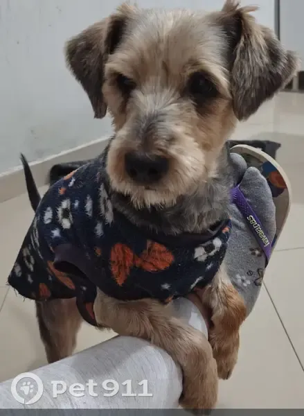 Cachorro perdido Macho (brl002582) - photo