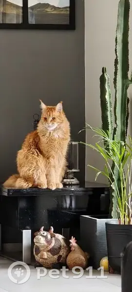 Chat perdu, Genas - grand mâle castré pucé - photo