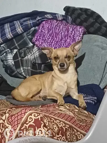 Perdido perro masculino, Calle Molinos, 5, Algatocín, Estepona - color canela - photo