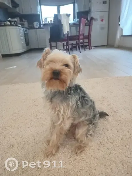 Зник собака, Грушева вулиця, Вінниця - коротко підстрижений - photo