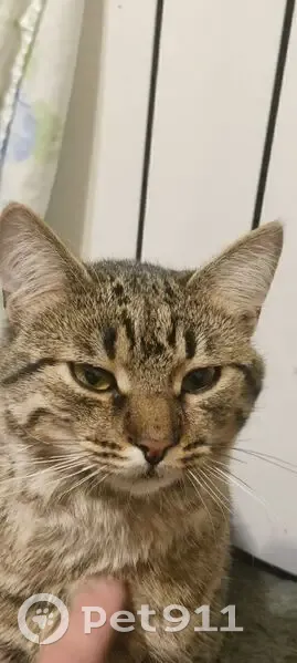 Зник кіт, проспект Георгія Гонгадзе, Київ - коричнево-сірий смугастий таббі - photo