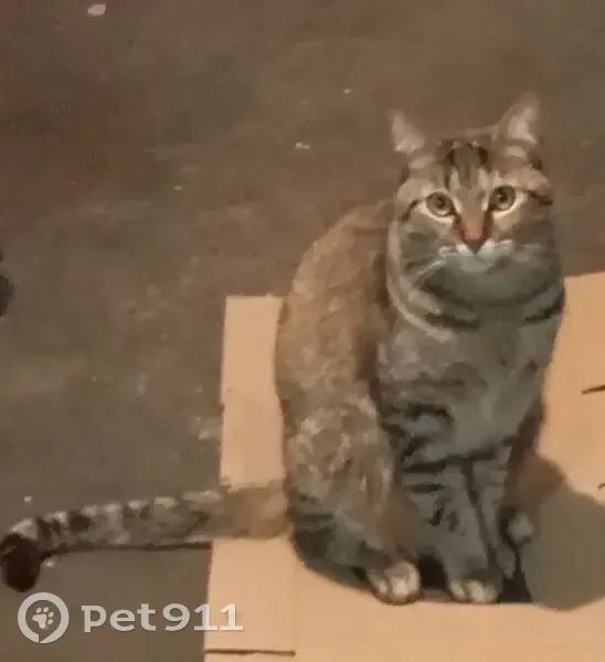 Perdido gato hembra, Calle 10, 14, Ciudad de México - responde al nombre Pulga - photo