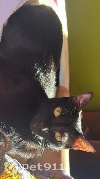 Perdido gato hembra, Poblado Monsanto, Lleida - pelaje negro brillante - photo