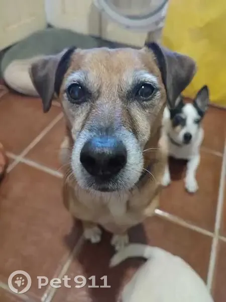 Perdido perro macho, Can Vinyals, Manises - necesita medicación urgente - photo