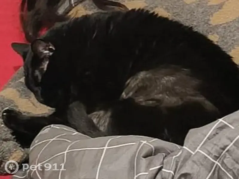 Perdido gato masculino, Carrer de la Independència, 12, Terrassa - pelo corto negro - photo