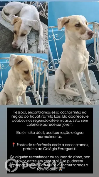 Cachorro encontrado Fêmea (brf002583) - photo