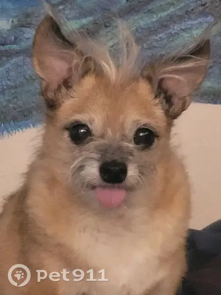 Lost male dog, West Columbus Avenue, Phoenix - senior, needs medications - photo