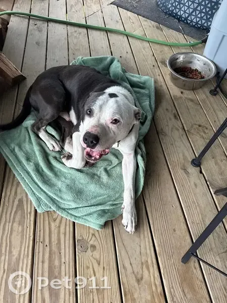 Found male dog, Arkansas 319, 6120, Austin - black and white with a pink nose - photo