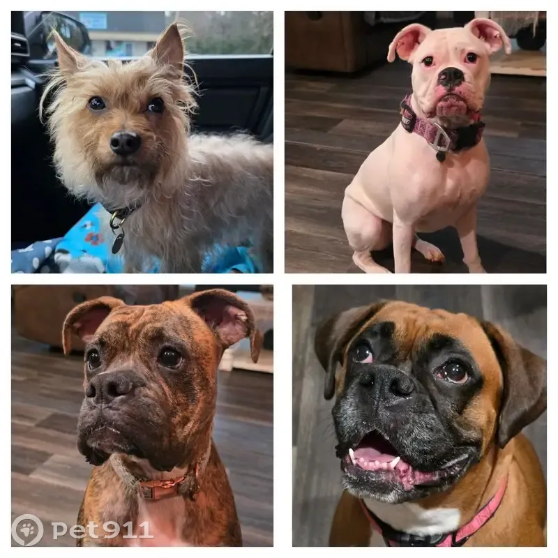 Lost female dog, Jeffrey Way, Forsyth - fawn boxer named Maggie - photo